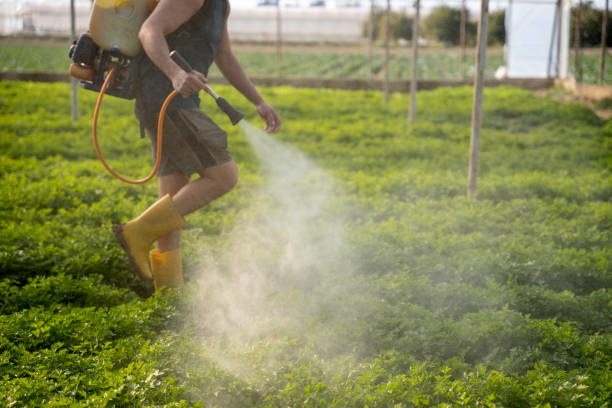 Best Insect Control  in Albers, IL