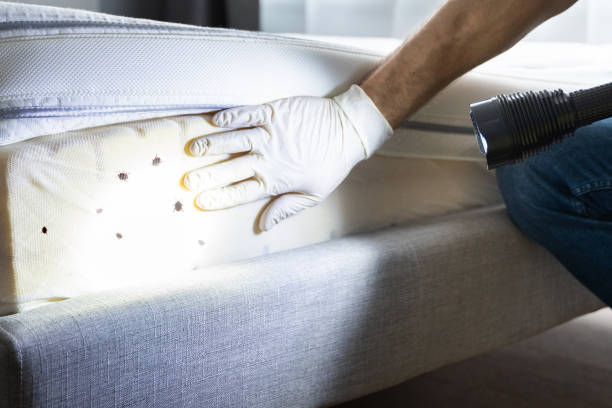 Best Residential Pest Control  in Albers, IL