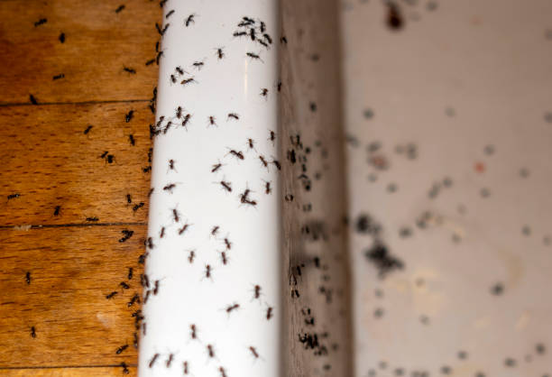 Best Commercial Pest Control Services  in Albers, IL