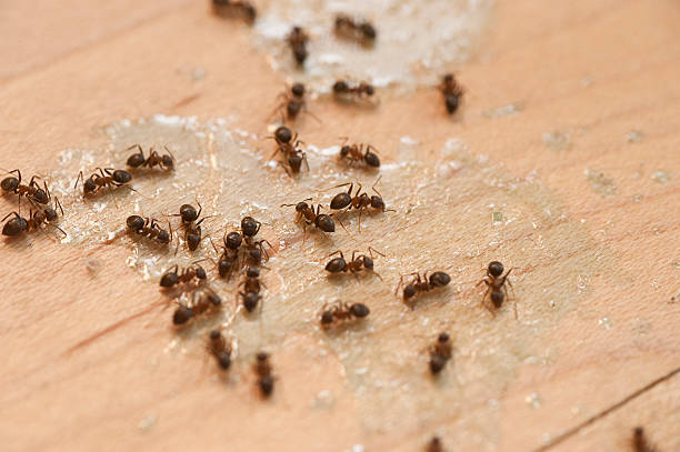 Best Mosquito Control Services  in Albers, IL