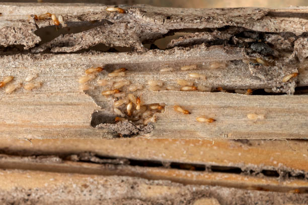 Best Pest Inspection Near Me  in Albers, IL