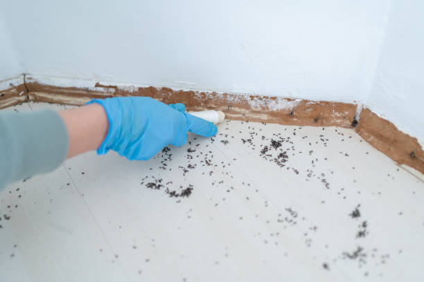 Best Best Pest Control Companies  in Albers, IL